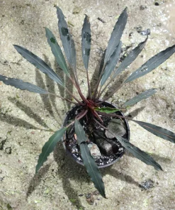 Bucephalandra Chimaera