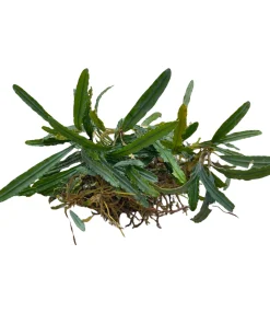 Bucephalandra Crocodile Land