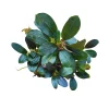 Bucephalandra Dark Emerald