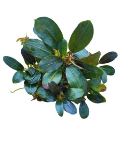 Bucephalandra Dark Emerald