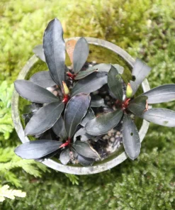 Bucephalandra Diabolica Var Paris