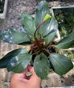 Bucephalandra Forcipula Var Pearl Grey