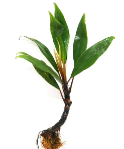 Bucephalandra Goliath