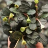 Bucephalandra Hades