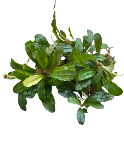 Bucephalandra Lamandau Classic