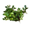 Bucephalandra Light Green