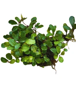 Bucephalandra Light Green