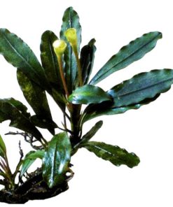 Bucephalandra Pubes var Palm Tree