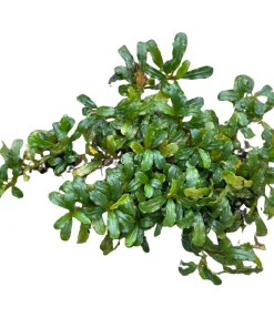 Bucephalandra Silver Aurora