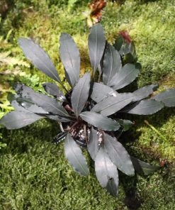 Bucephalandra sp. Dark Afika