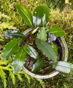 Bucephalandra sp. Green Afika