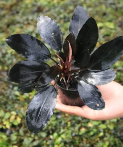 Bucephalandra sp. Maharani