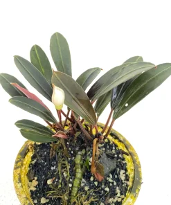 Bucephalandra sp. Pink Lady