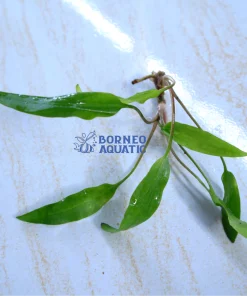 Cryptocoryne Wellisi