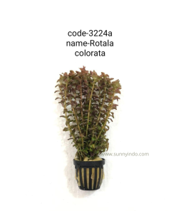 Rotala Colorata
