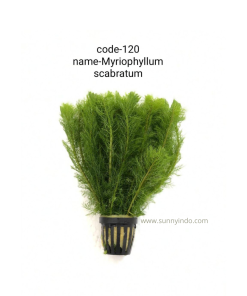Myriophyllum Scabratum