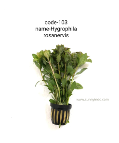 Hygrophila Rosanervis