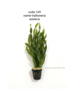 Vallisneria Asiatica