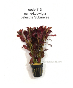 Ludwigia Palustris Submerse