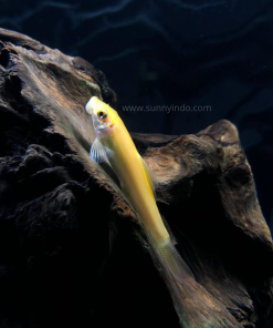 Golden Algae Eater