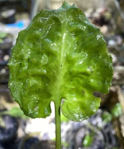 Cryptocoryne Longicauda