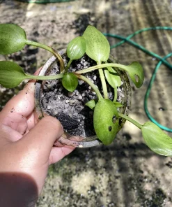 Cryptocoryne Erwinii