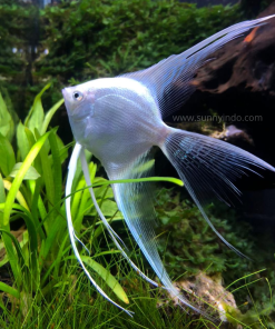 Platinum Angel Veiltail