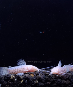 Albino Hoplo Catfish