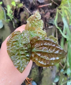 Cryptocoryne Cordata Var Grabowskii