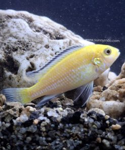 Electric Yellow Cichlid