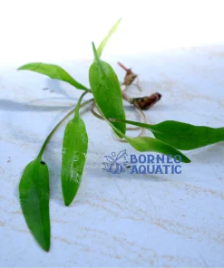 Cryptocoryne Parva