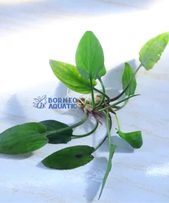 Cryptocoryne Pontedifolia