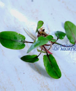 Cryptocoryne Wendtii Brown