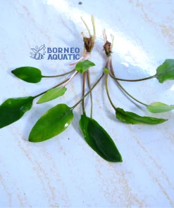 Cryptocoryne Wendtii Green