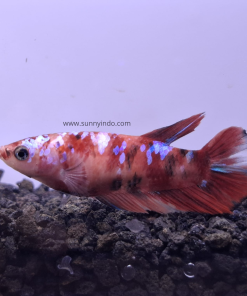 Betta Multicolor Female
