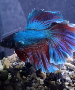 Halfmoon Assorted Fighting Fish-Male