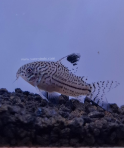 Leopard Corydoras