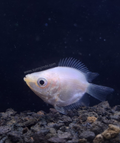 Pink Kissing Gourami