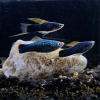 Hifin Variatus Platy