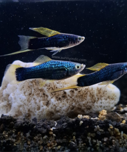 Hifin Variatus Platy